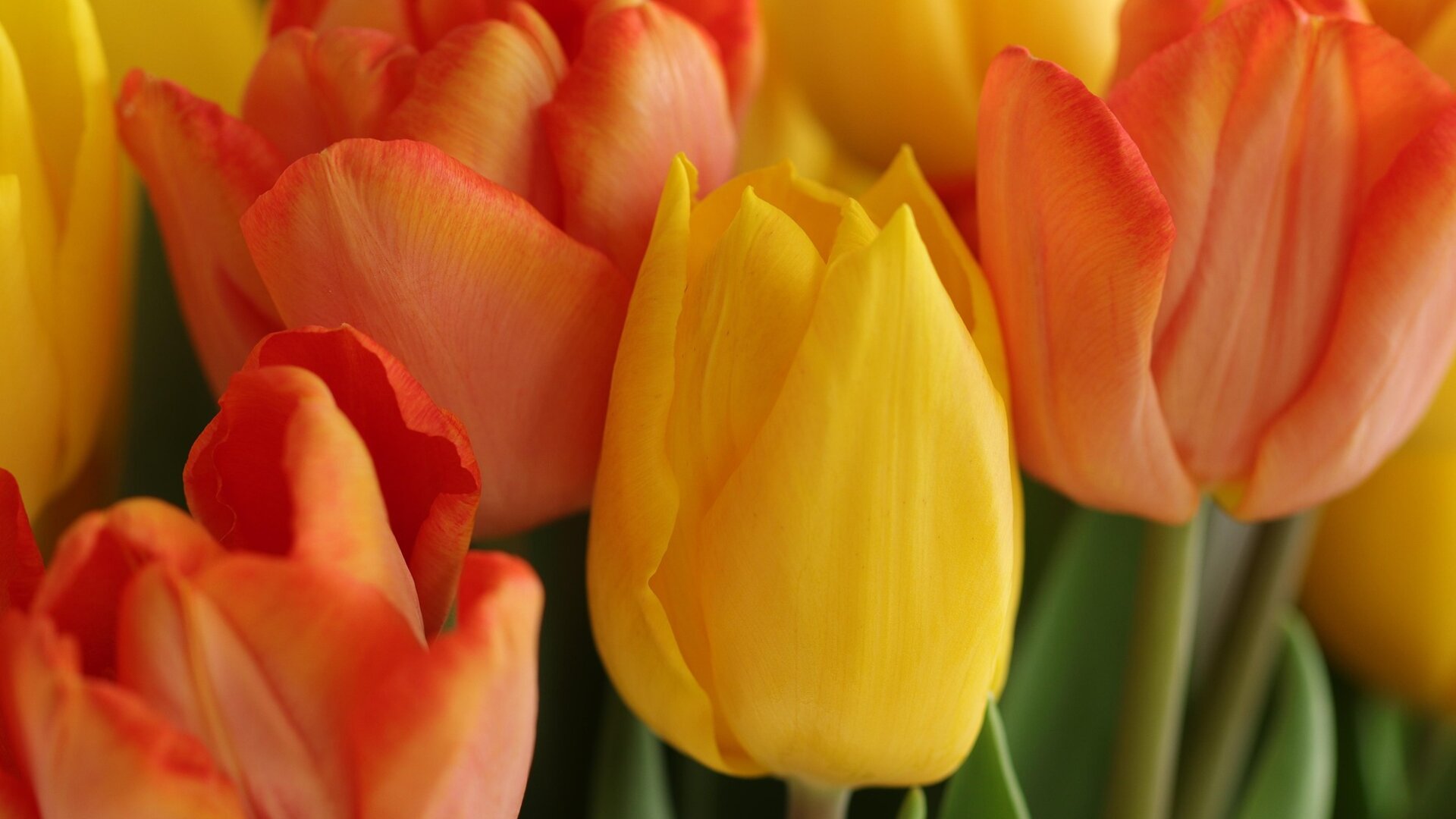 Spring Bulbs