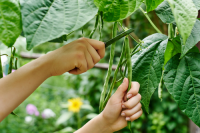 How to take care of your beans?