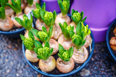 Lift and divide clumps of spring bulbs