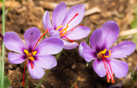 Plant autumn-flowering crocuses