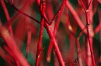 Plant of the week: Cornus Alba