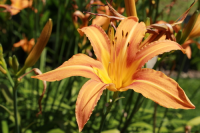 Plant of the Week: Hemerocallis