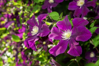 Planting Clematis