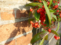 Pyracantha architecture