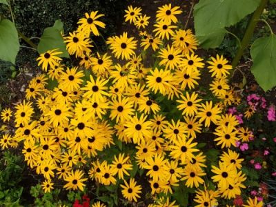 RHS Tatton Park Flower Show