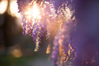 Summer prune wisteria