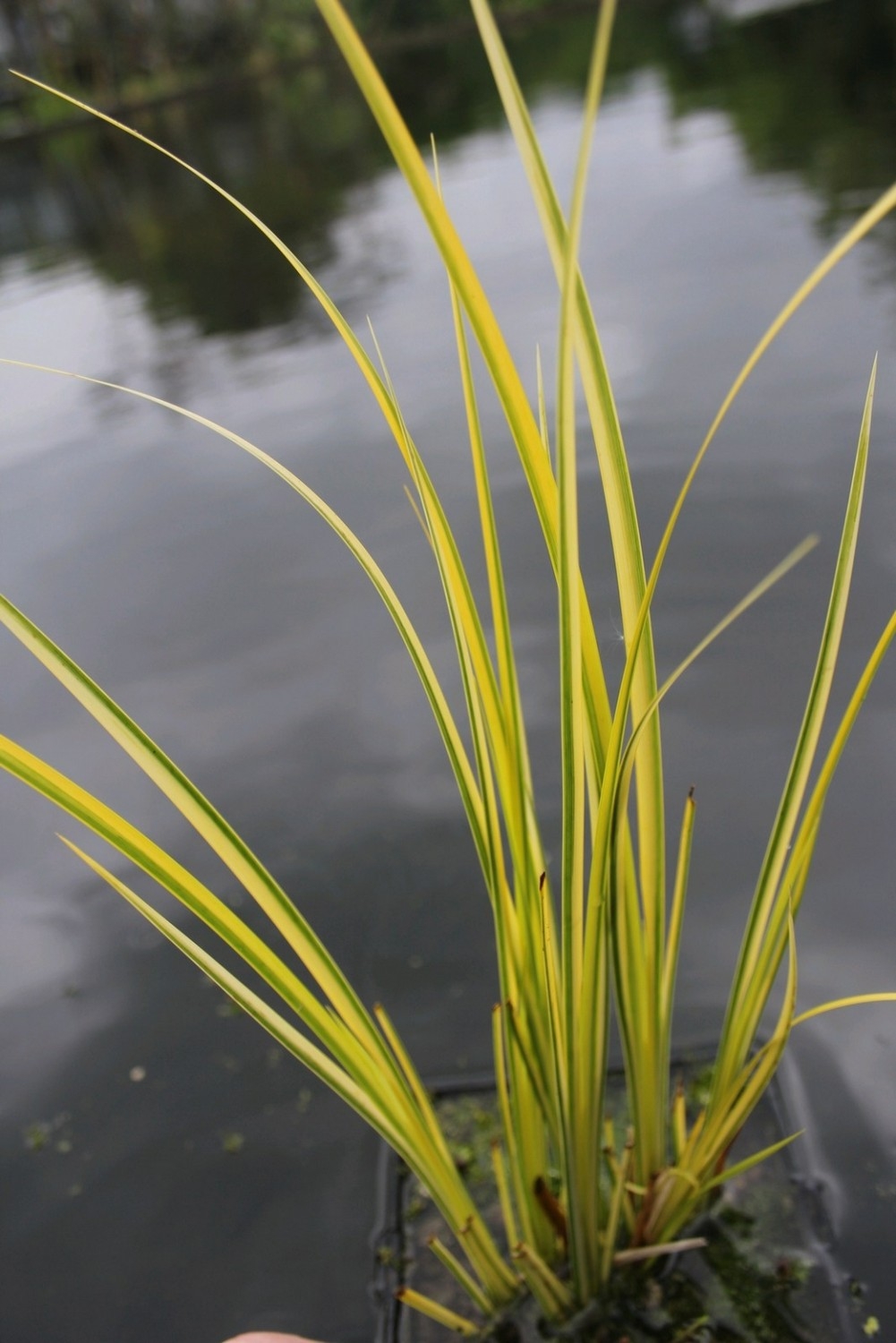 Acorus Gramineus Variegatus 1l Welland Vale Garden Inspirations Uppingham