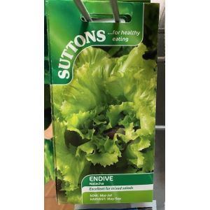 Endive Seeds - Natacha