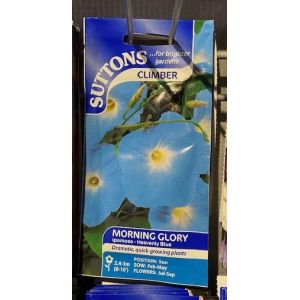 Morning Glory Seeds - Heavenly Blue