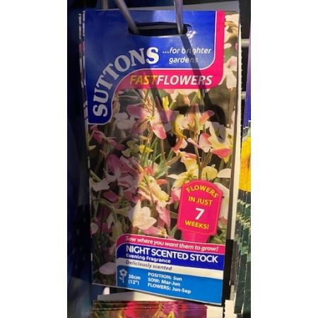 Night Scented Stock Seeds - Evening Fragrance