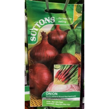 Onion North Holland Blood Red - Redmate