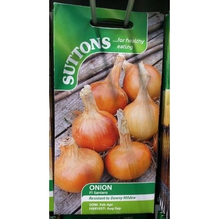 Onion Seeds - F1 Santero